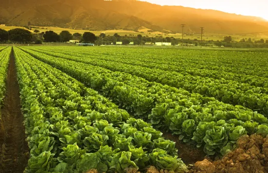 Agriculture